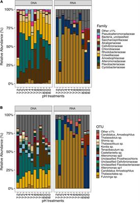 Effects of Ocean Acidification on Resident and Active Microbial Communities of Stylophora pistillata